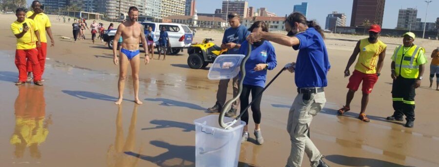 Νότια Αφρική: Υπερ-δηλητηριώδες μπλακ μάμπα κολυμπούσε σε παραλία (βίντεο)