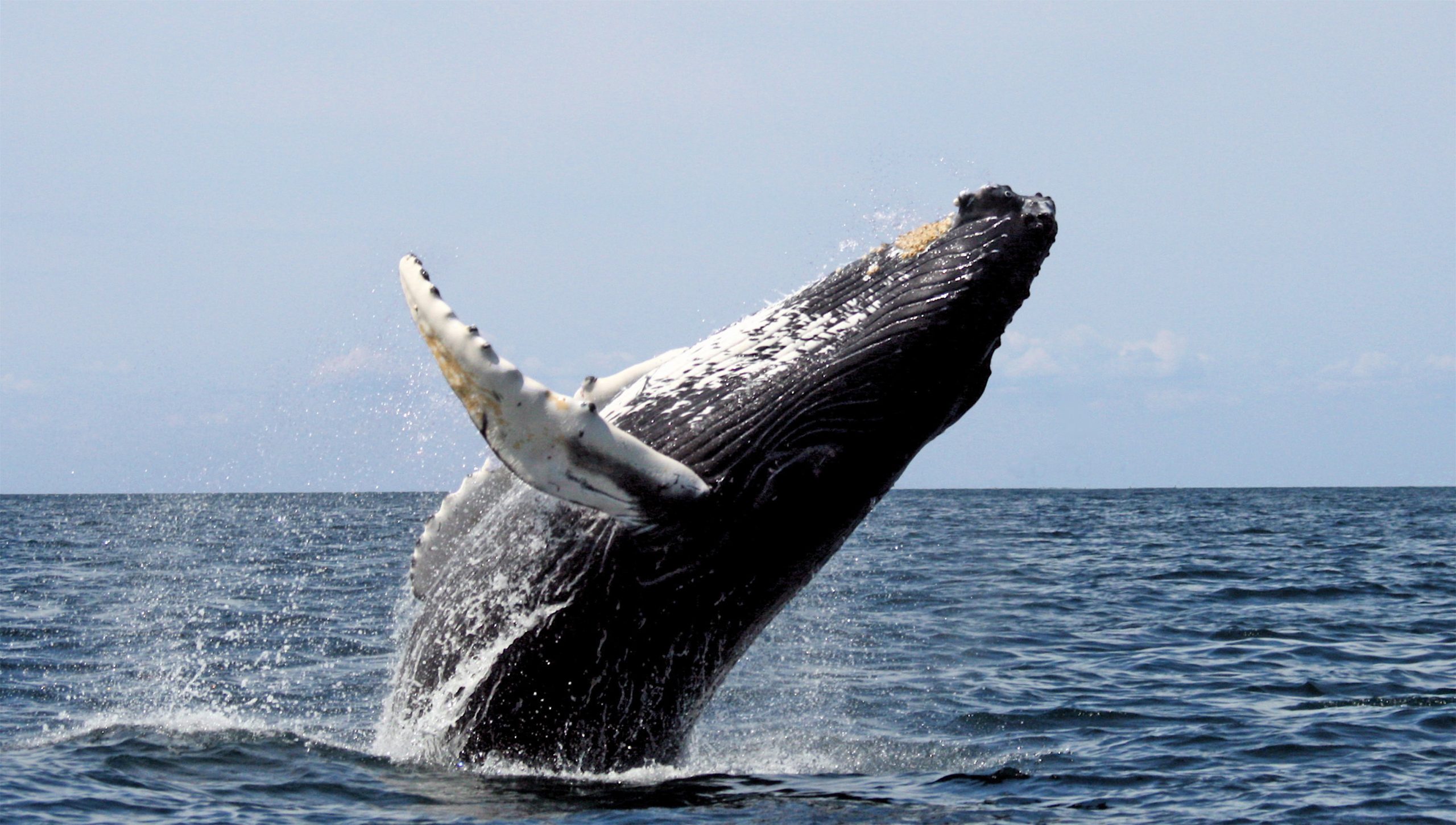 Καναδάς: Δυο τεράστιες φάλαινες 45 τόνων πηδούν ψηλά έξω από το νερό (βίντεο)