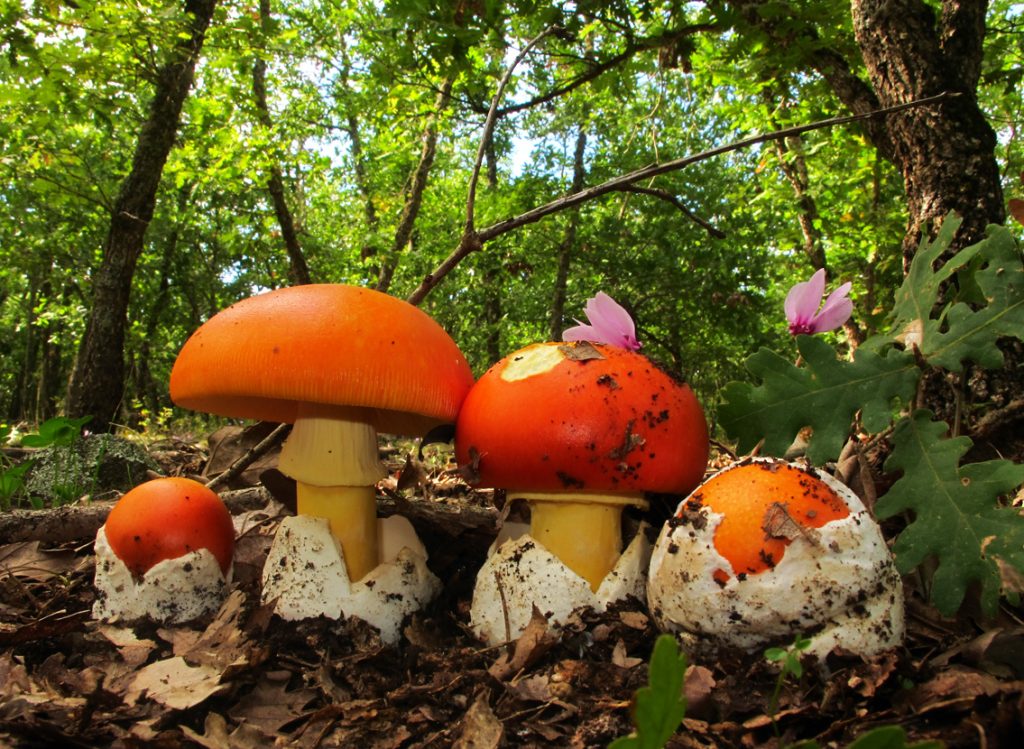 Δυτική Μακεδονία: Απίστευτο «μποτιλιάρισμα» σε βουνά και δάση προκάλεσαν τα μανιτάρια