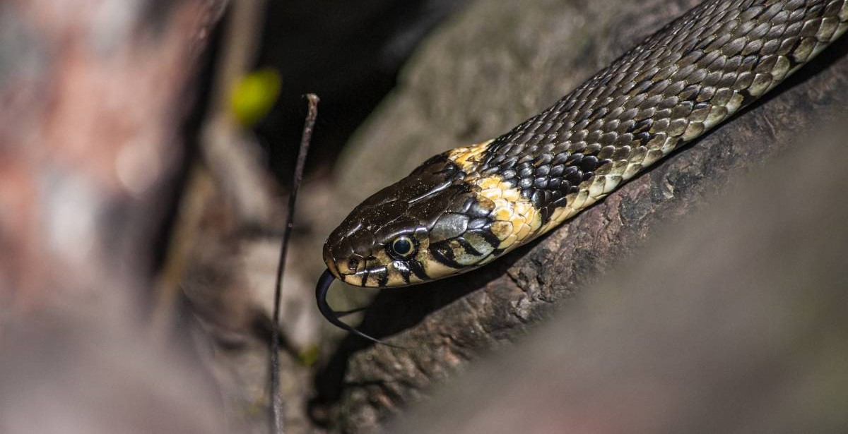 Ρωσία: Γυναίκα υπέφερε από πόνους στο λαιμό και της έβγαλαν φίδι 1,5 μέτρου (βίντεο)