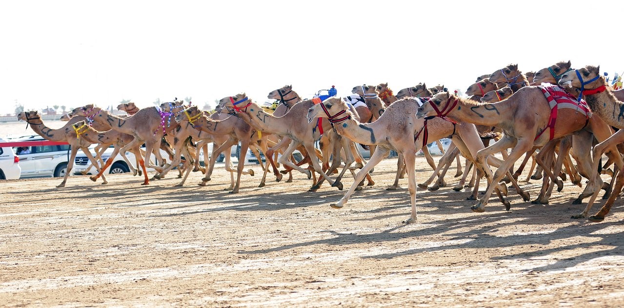 Ντουμπάι: Επιστρέφουν οι αγώνες δρόμου για… καμήλες (βίντεο)