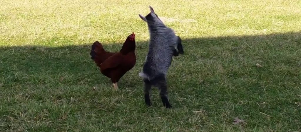 Κόκορας τα «έβαλε» με κατσικάκι και μετά έφαγε από το πιάτο του (βίντεο)