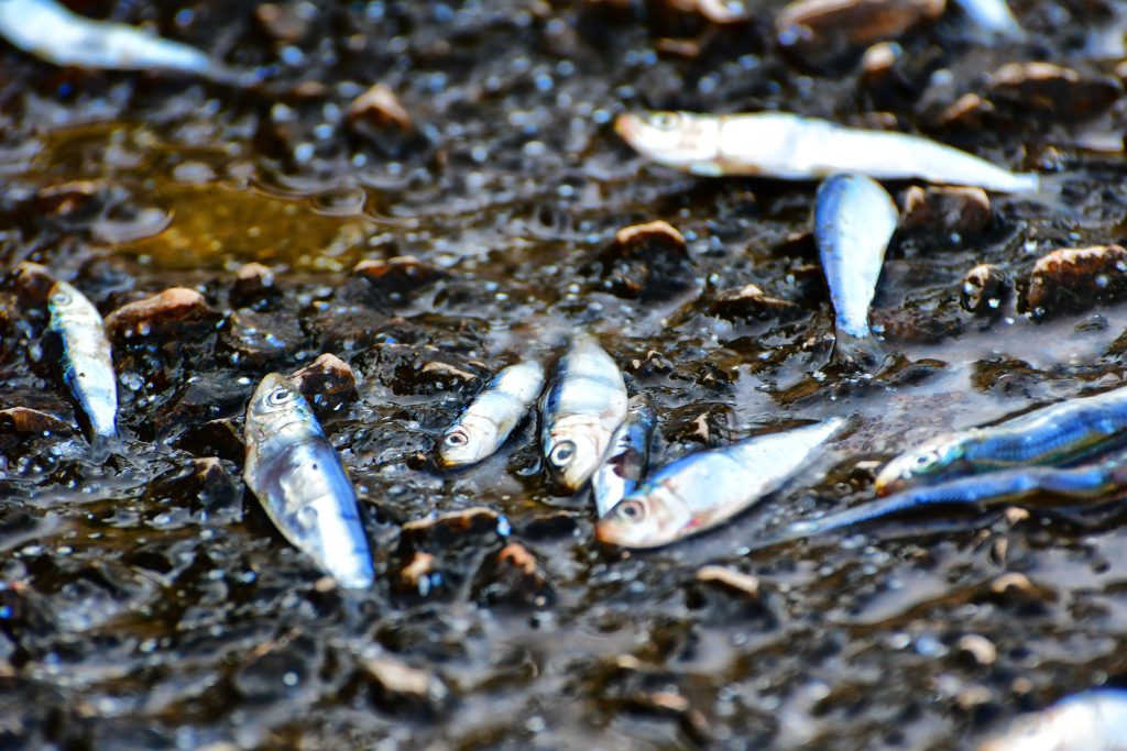 Θεσσαλονίκη: Γέμισε πάλι το λιμάνι με ψάρια – «Χοροπηδούσαν» ζωντανά στη στεριά (βίντεο)