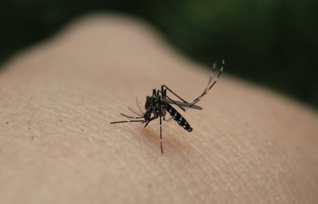 Τρία κόλπα για να ξεφορτωθείς μια για πάντα τα κουνούπια από το σπίτι