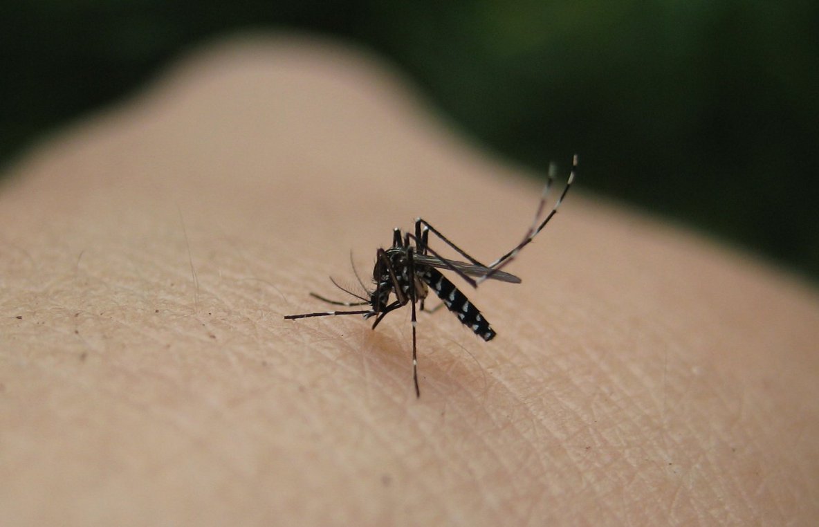 Τρία κόλπα για να ξεφορτωθείς μια για πάντα τα κουνούπια από το σπίτι