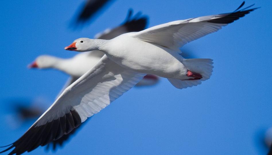 Εντυπωσιακές εικόνες: Το ομαδικό ταξίδι 1,3 εκατομμυρίων χηνών (φωτο)