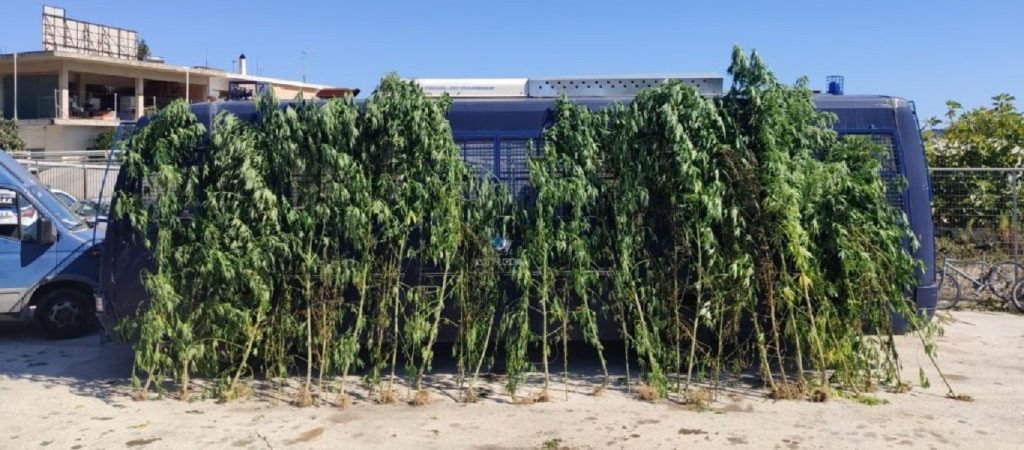 Πρέβεζα: Εντόπισαν φυτεία με χασισόδεντρα που έφθαναν τα τέσσερα μέτρα