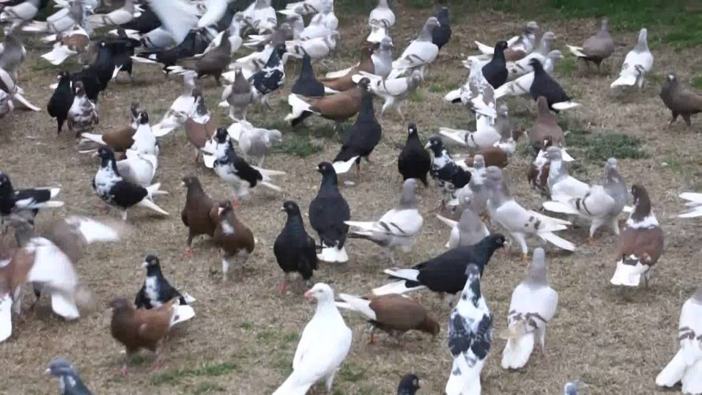 Έχετε αναρωτηθεί; – Γιατί δεν βλέπουμε μικρά περιστέρια στους δρόμους;