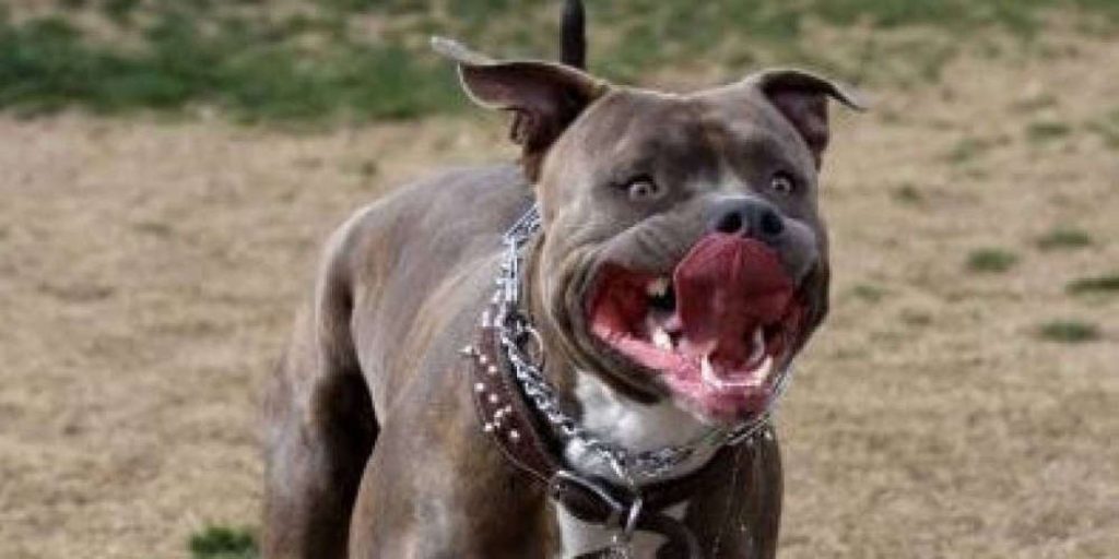 Μεσσήνη: Σκύλος δάγκωσε στο λαιμό 7χρονο αγοράκι – Μεταφέρθηκε εσπευσμένα στο νοσοκομείο