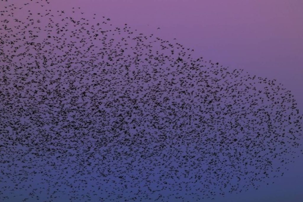 Πλήθος από θαλασσοπούλια και ψαρόνια σχημάτισαν στον ουρανό… μαγικές εικόνες (βίντεο)