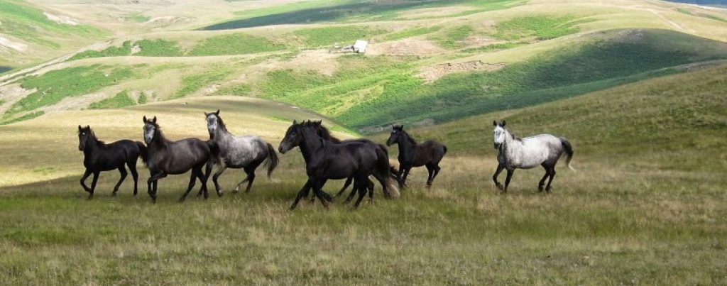 Γαλλία: Μυστήριο παραμένουν οι δολοφονίες και ακρωτηριασμοί αλόγων σε όλη τη χώρα