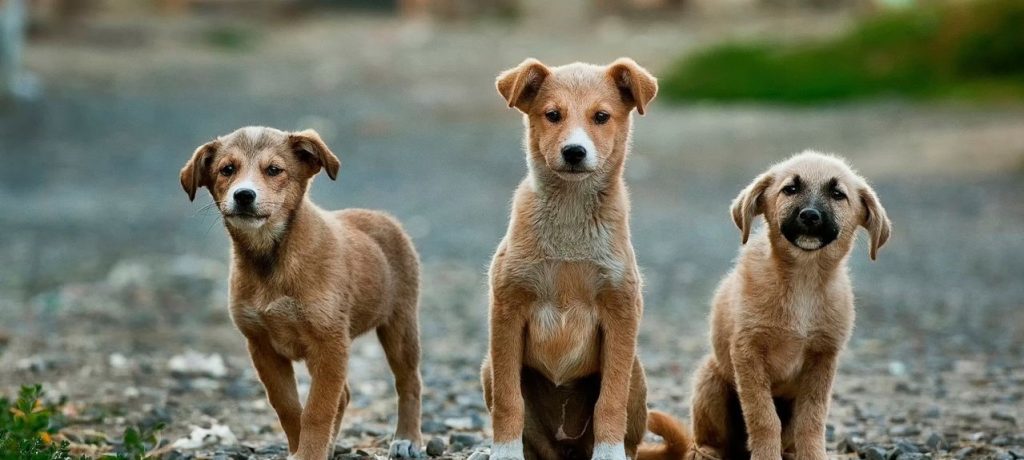 Θεσσαλονίκη: Μαζική δολοφονία ζώων από φόλες στα Διαβατά