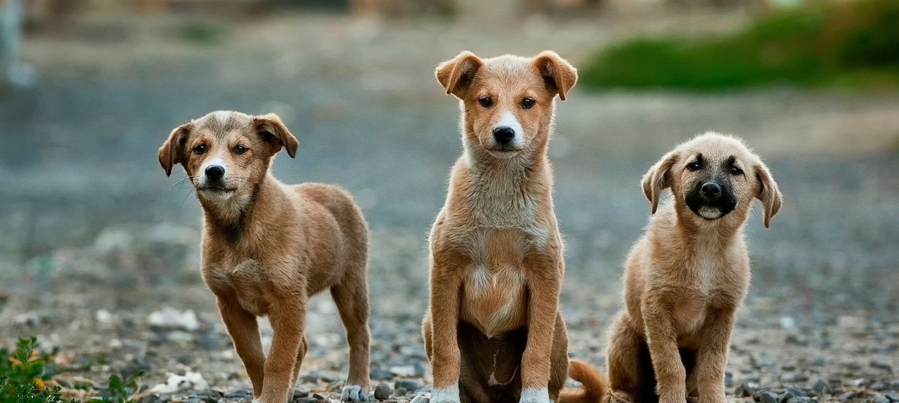 Θεσσαλονίκη: Μαζική δολοφονία ζώων από φόλες στα Διαβατά