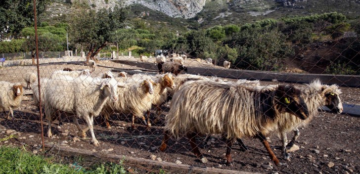Kαταρροϊκός πυρετός: Αυξάνονται τα κρούσματα σε Θεσσαλονίκη – Χαλκιδική – Πιερία