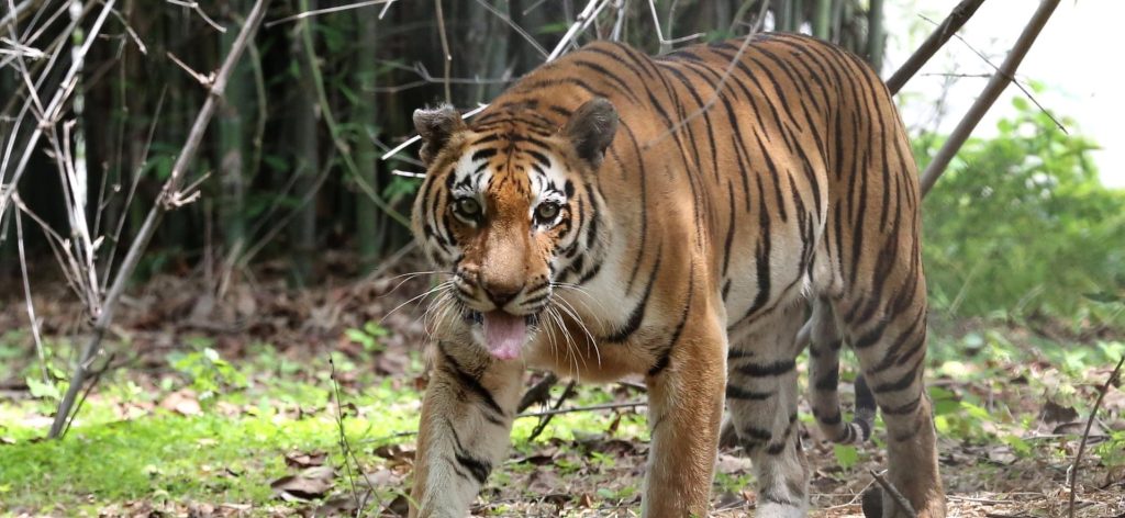 Ινδία: Τίγρης έφαγε 10χρονο αγόρι – Σκληρές εικόνες (φωτό)