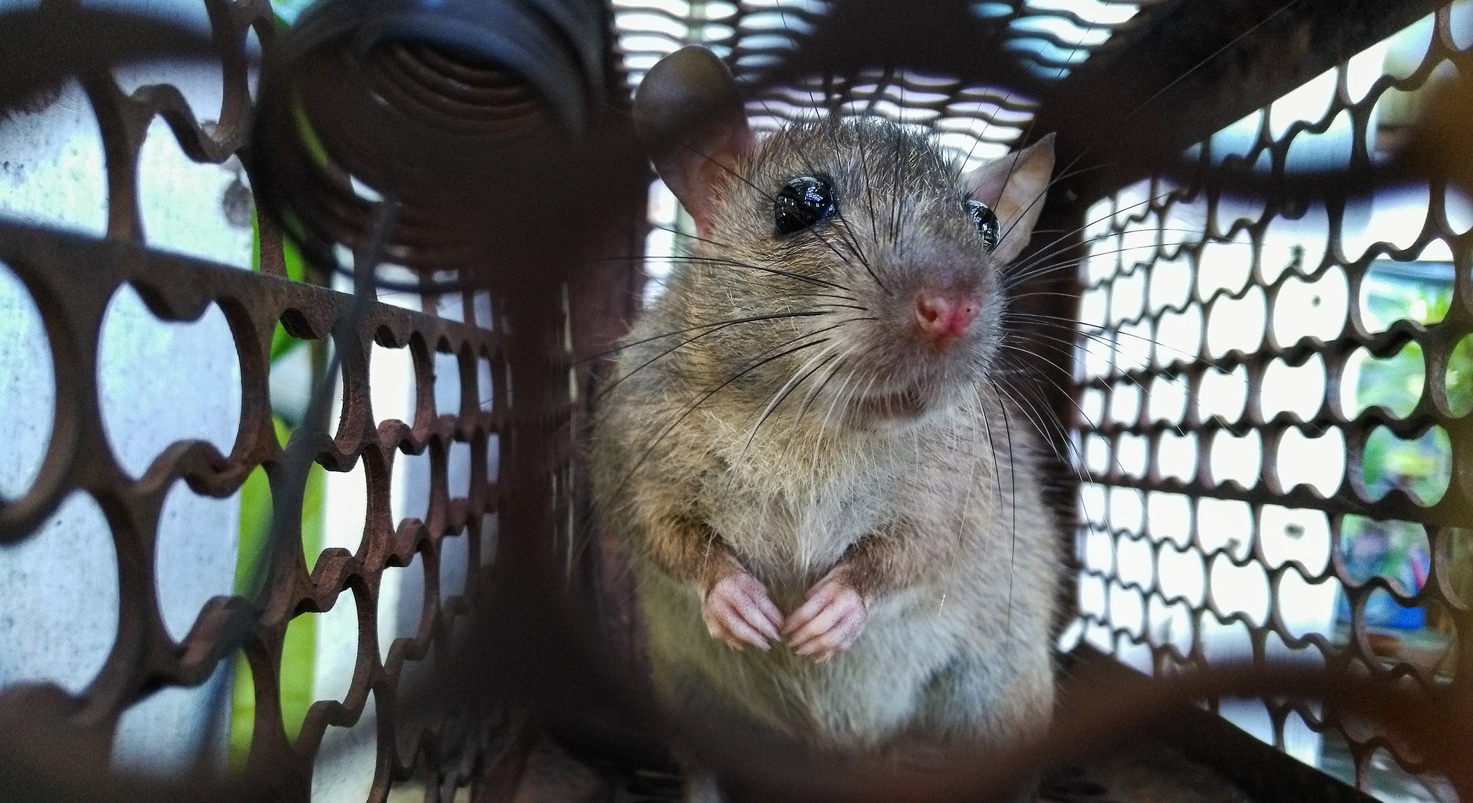 ΗΠΑ: Μεταλλαγμένα ποντίκια με σούπερ μύες θα σώσουν αστροναύτες κι άτομα με αναπηρίες (βίντεο)