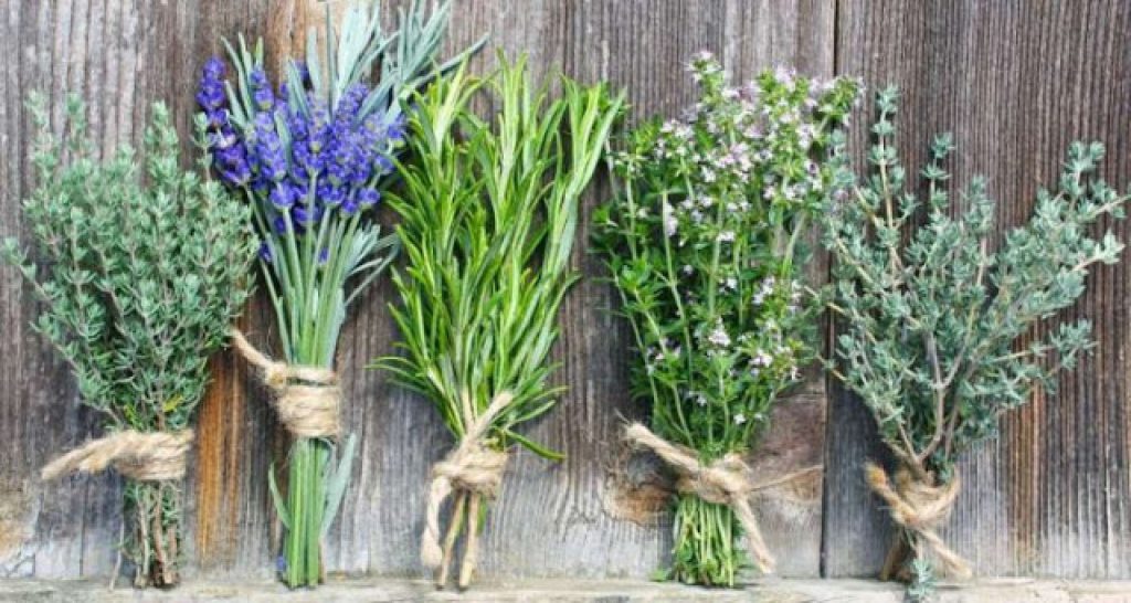 Αυτό είναι το θαυματουργό βότανο που «καθαρίζει»το πεπτικό και καταπολεμά τη δυσκοιλιότητα