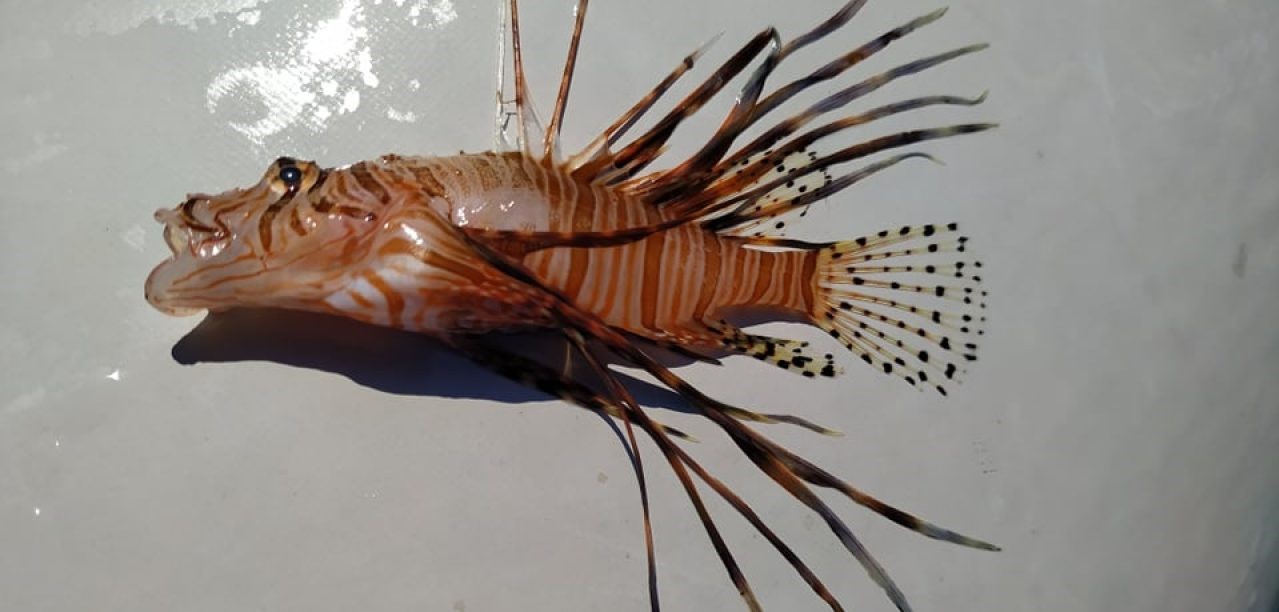 Σέριφος: Η ψαριά που οδήγησε το Λιμεναρχείο να εκδώσει ανακοίνωση