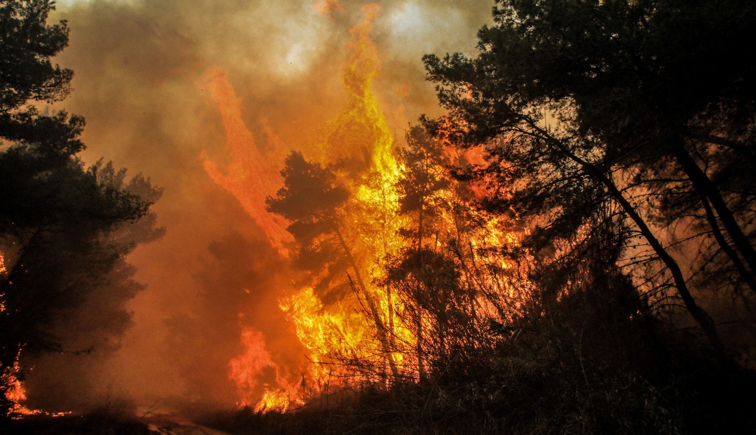 Αλεξανδρούπολη: Μεγάλη φωτιά καίει πευκοδάσος ανάμεσα σε Μελία και Νίψα (βίντεο)