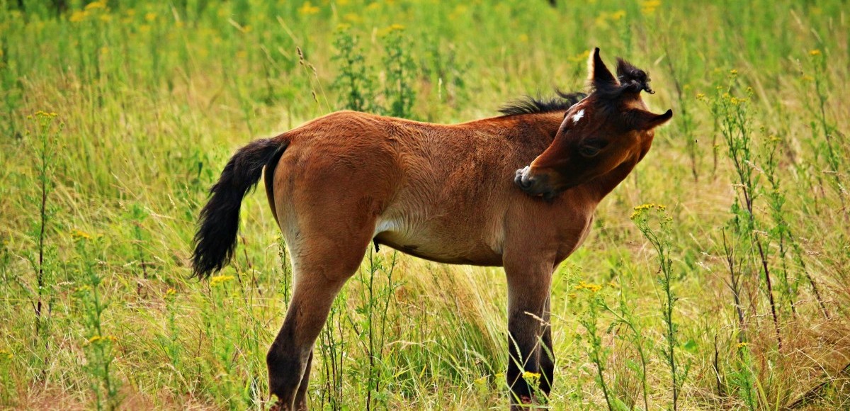 Τέξας: Γεννήθηκε κλωνοποιημένο άλογο με γενετικό υλικό 40 ετών (βίντεο)