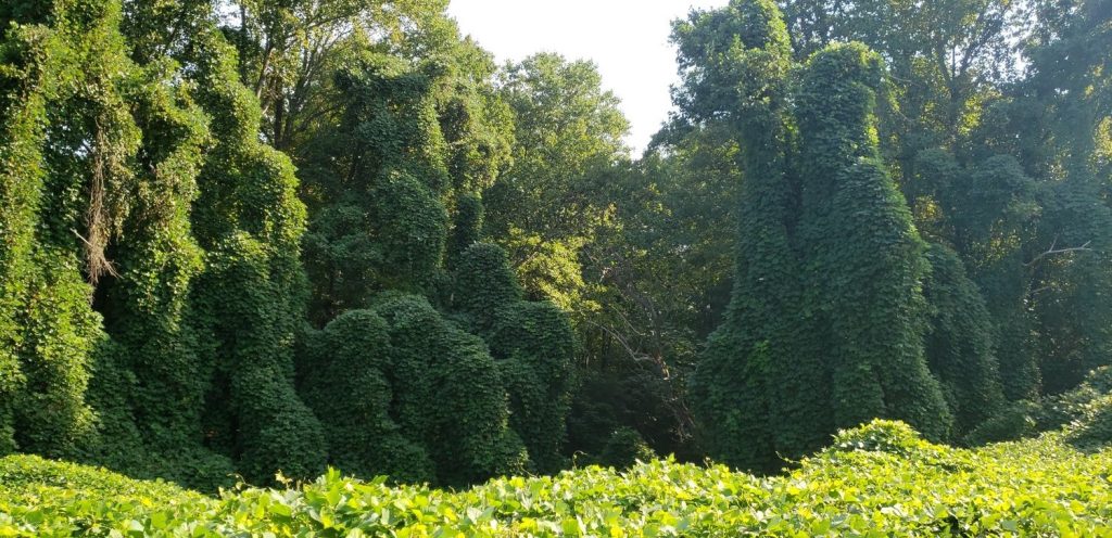 Kudzu: Tο πιο δηλητηριώδες φυτό στον πλανήτη – «Kαταπίνει» 150 χιλ. στρέμματα ετησίως (βίντεο)