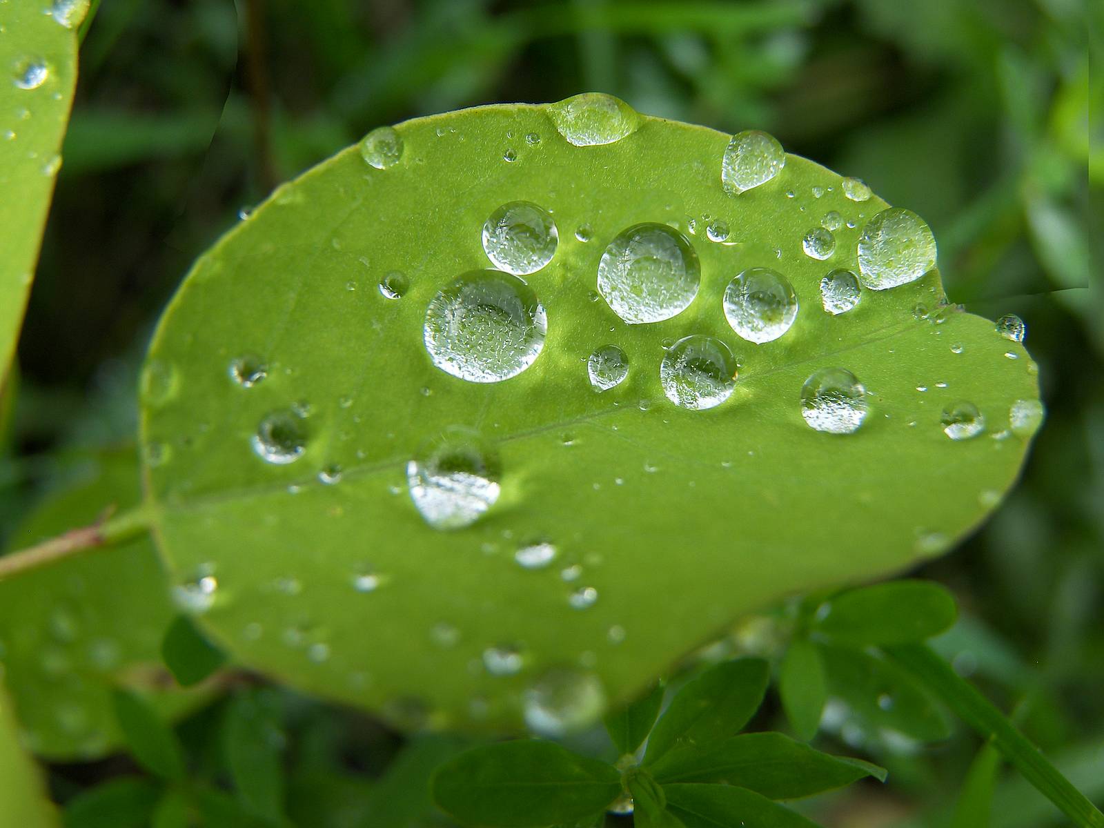 Έχετε αναρωτηθεί; Πώς το νερό αψηφά τη βαρύτητα και φτάνει στα φύλλα των φυτών;