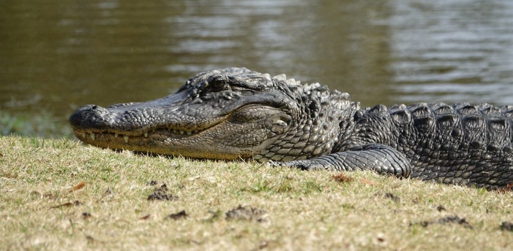 Εντυπωσιακό: Κροκόδειλος «τσακίζει» με μια κίνηση καρχαρία (βίντεο)