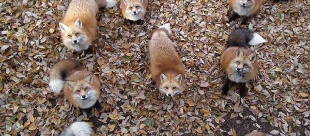 Αλεπουδάκια γρατζουνάνε το τζάμι να μπουν μέσα στο σπίτι και «λιώνουν» καρδιές (βίντεο)