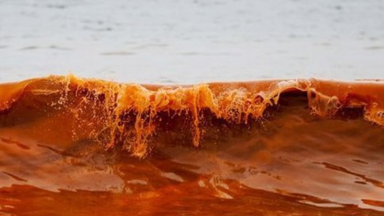 Κόκκινη παλίρροια δημιουργεί «μαγικές» εικόνες – Πως δημιουργείται; (φωτο)