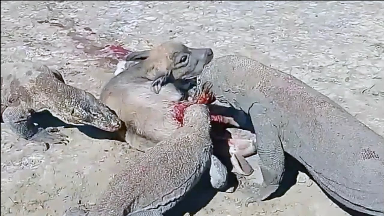 Σκληρές εικόνες: Δράκοι κομόντο αρπάζουν ένα μωρό βουβάλι και το τρώνε ζωντανό (βίντεο)