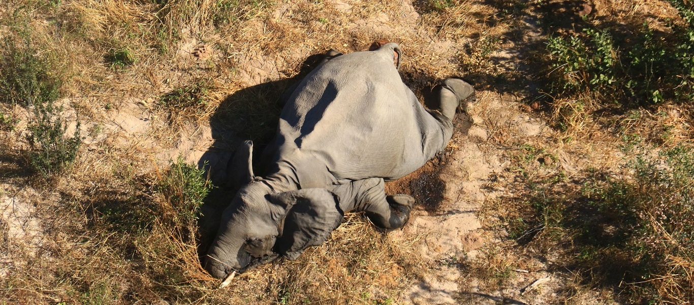 Λύθηκε το μυστήριο: Για αυτό πέθαναν εκατοντάδες ελέφαντες στην Μποτσουάνα