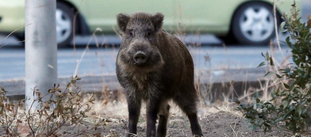 Λαμία: Αναστάτωση στην περιοχή για ανενόχλητο αγριογούρουνο που βόλταρε στην πόλη (βίντεο)