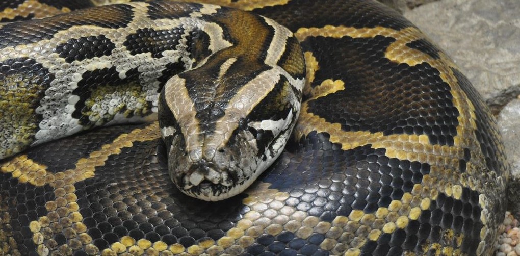 Ινδονησία: Έπιασαν γιγάντιο πύθωνα μήκους 8 μέτρων (βίντεο)