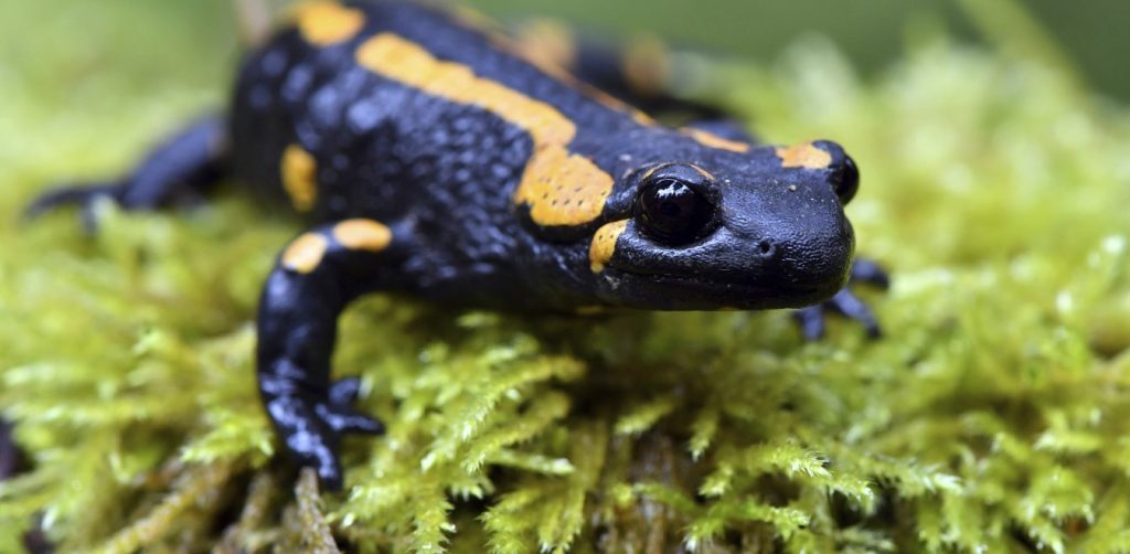 Εντυπωσιακό: Δείτε πως μια σαλαμάνδρα αναγεννά τα άκρα της (βίντεο)