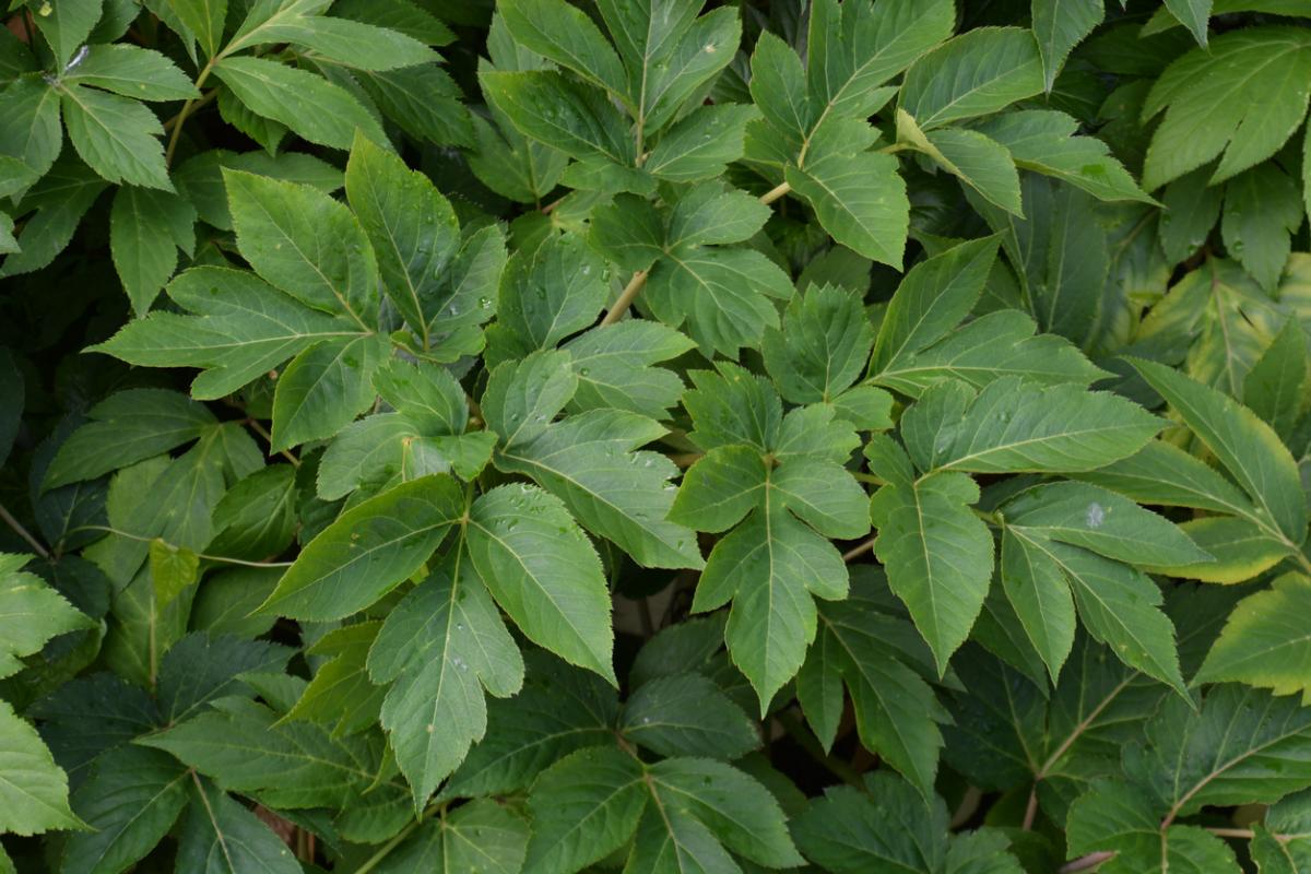 Ασιτάμπα: Το φυτό της μακροζωίας και της αντιγήρανσης