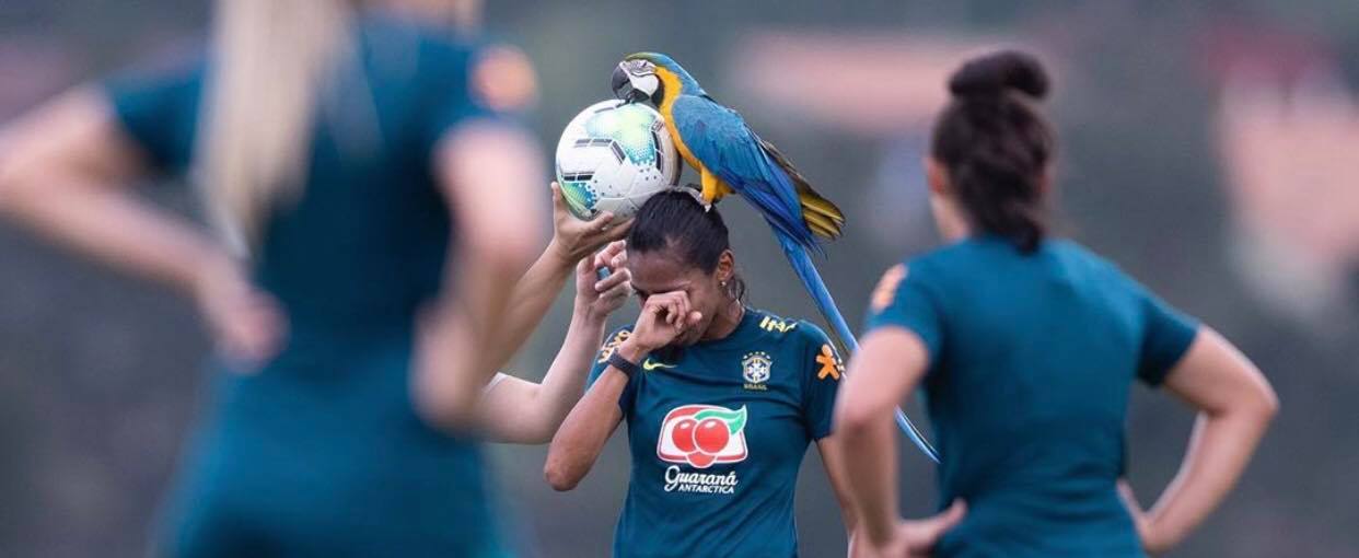 Βραζιλία: Παπαγάλος διέκοψε προπόνηση ποδοσφαίρου – Έκατσε στο κεφάλι παίκτριας (φωτό)