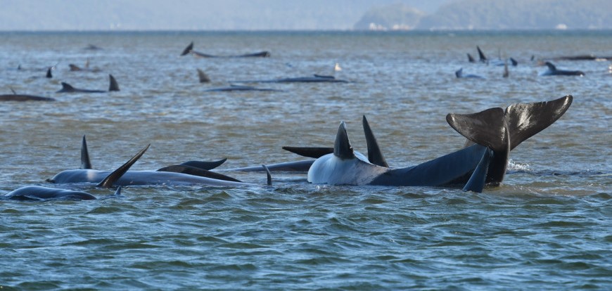 Τασμανία: Νεκρές τουλάχιστον 380 φάλαινες που εξώκειλαν – «Μάχη» για την διάσωση 30 ζωντανών (φωτό)