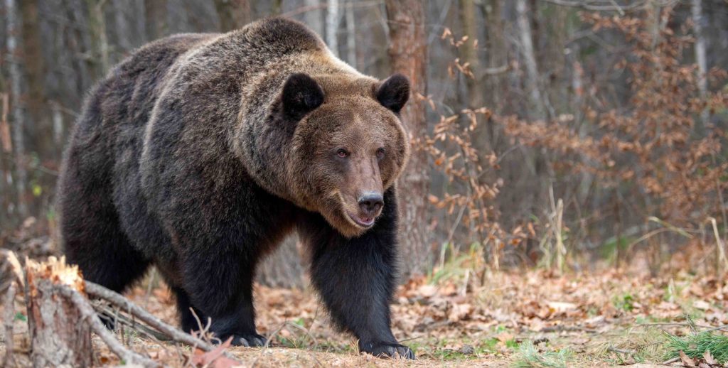ΗΠΑ: Αρκούδα γκρίζλι κυνηγά ελάφι και το πνίγει στα νερά – Σκληρές εικόνες (βίντεο)