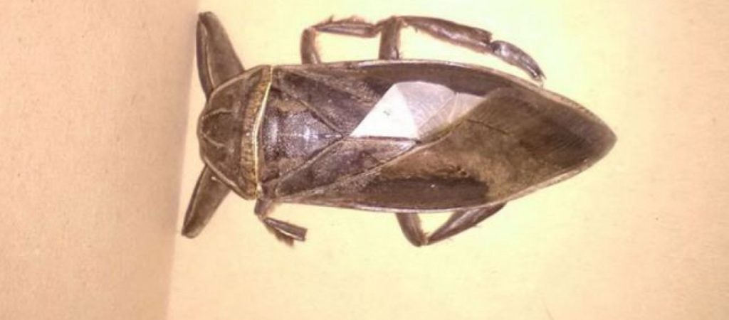 Αυτό μας έλειπε: Εντοπίστηκε στην Ελλάδα δηλητηριώδες σκαθάρι με μήκος 10 εκατοστά (βίντεο)