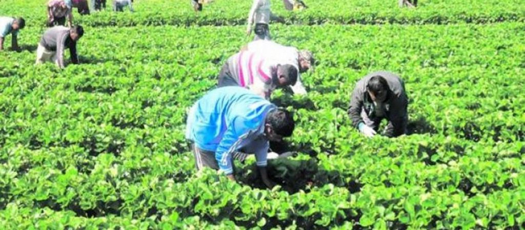 Κρήτη: Επιδοτείται η αγροτική εργασία των εργατών από τρίτες χώρες αλλά όχι των Ελλήνων