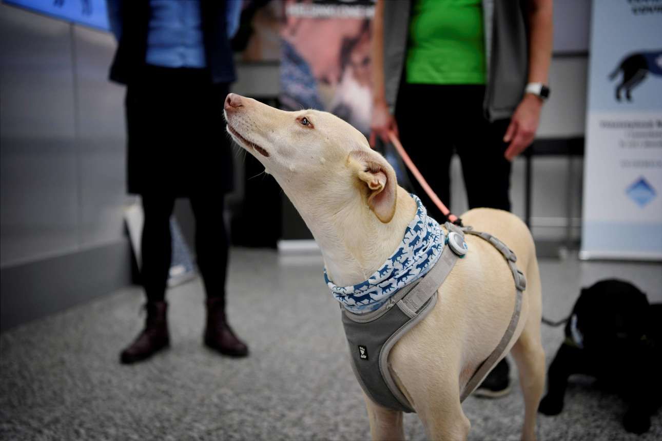 Στην Φινλανδία επιστράτευσαν τους σκύλους για τον κορωνοϊό: Θα ανιχνεύουν τον ιό στους επιβάτες του αεροδρομίου (φώτο)