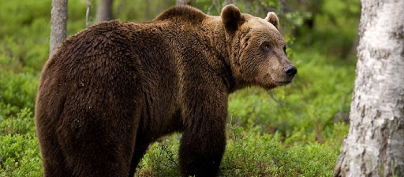 Φλώρινα: Αρκούδα 250 κιλών «πιάστηκε» σε θηλιά για αγριογούρουνα