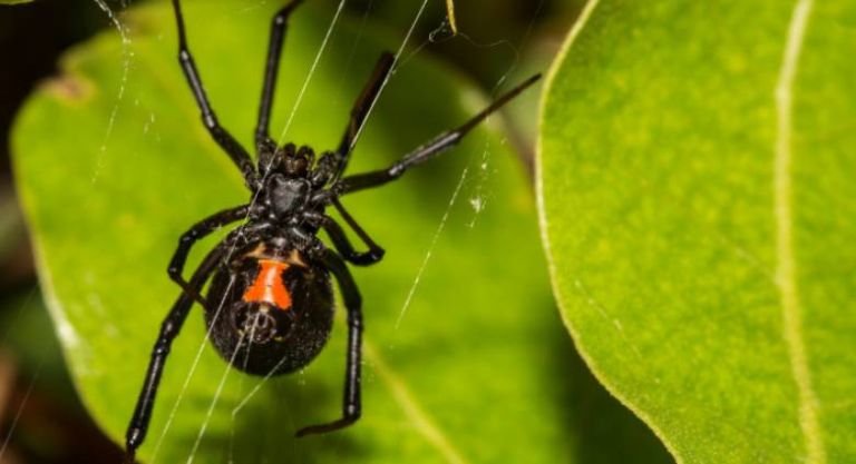 Στην Πάτρα το αντίδοτο της μαύρης αράχνης – Ανησυχία για τα περιστατικά