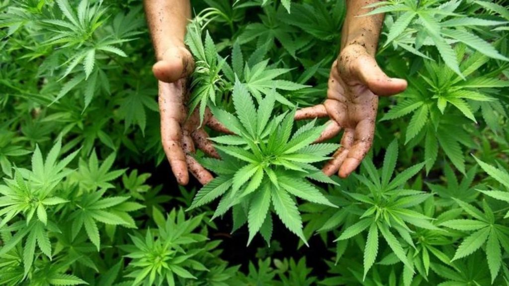 Εντοπίστηκε οργανωμένη φυτεία με 710 δενδρύλλια κάνναβης στα Καλάβρυτα