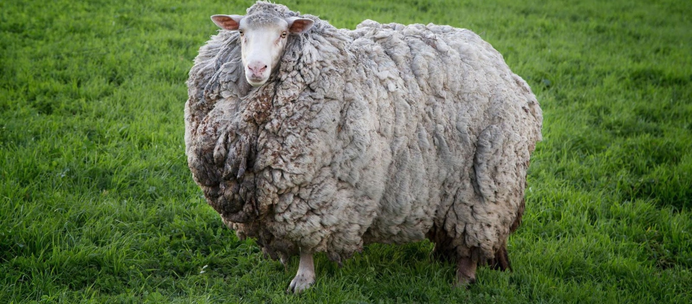 Νέα Ζηλανδία: Aγρότης εντόπισε τεράστιο μαλλιαρό πρόβατο ακούρευτο για πέντε χρόνια (φώτο)