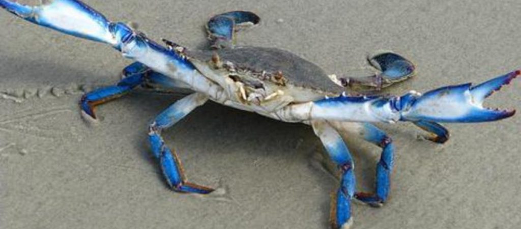 Κρήτη: Μια διαφορετική ψαριά στον Άγιο Νικόλαο (βίντεο)