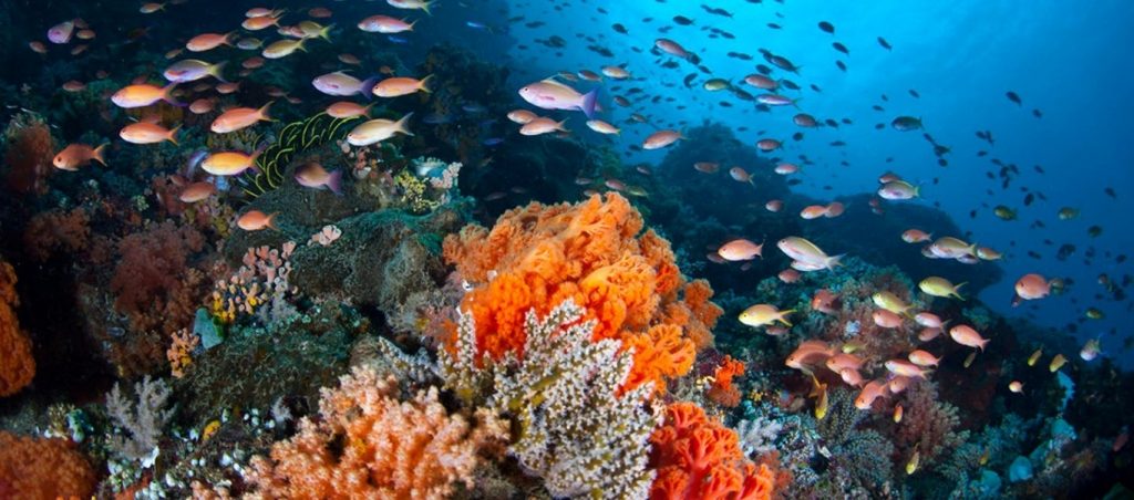 Δέκα εντυπωσιακά πράγματα για τους ωκεανούς που δεν πάει το μυαλό σου