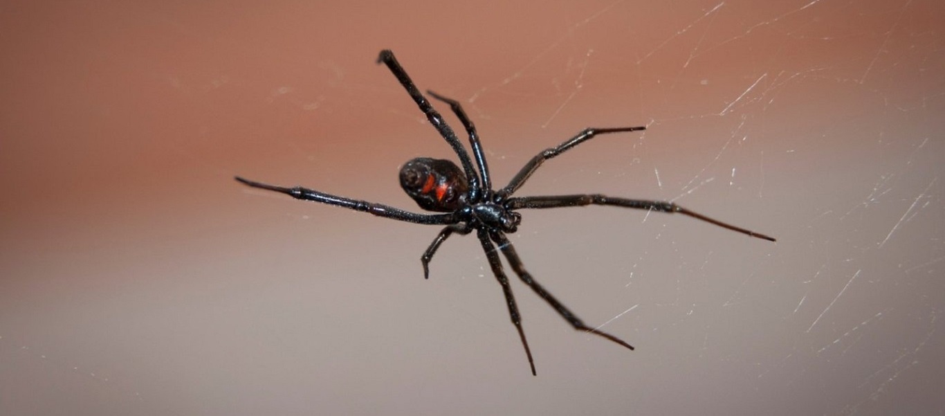 Δείτε πόσο επικίνδυνη είναι η αράχνη «μαύρη χήρα» και τι συμπτώματα θα έχετε εάν σας τσιμπήσει