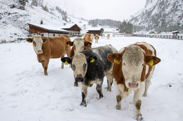 Χιόνισε πρόωρα σε περιοχές της Ελβετίας, της Αυστρίας και της Γερμανίας