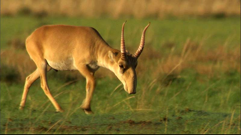 Δέκα ζώα που κινδυνεύουν να εξαφανιστούν εξαιτίας της ανθρώπινης δραστηριότητας